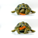Russian Tortoise Eating Carrot - VideoHive Item for Sale