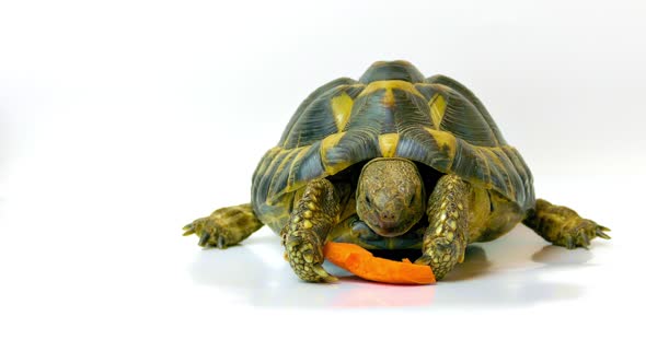 Russian Tortoise Eating Carrot