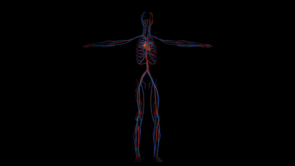 Veins and Arteries and Heart in Human Circulatory System