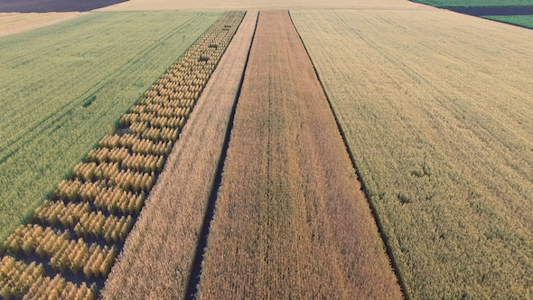 Flying Over Wheat Field
