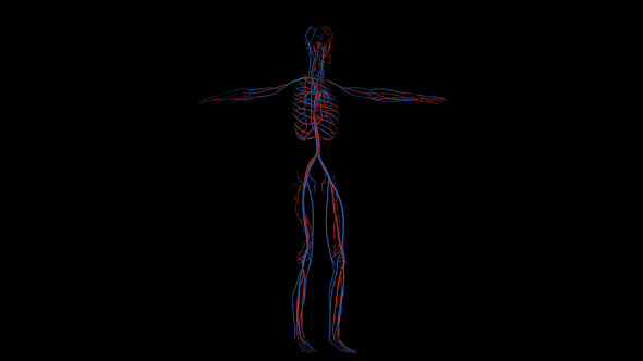 Veins and Arteries in Human Body