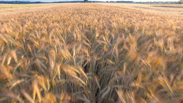 Wheat Field 05