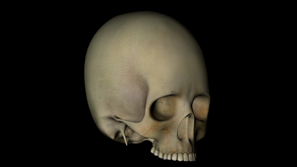 Skull Cranium of Human Skeleton