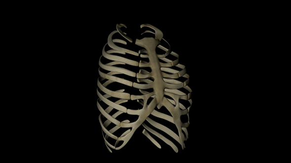 Thorax Bones Skeleton in Human Body alt