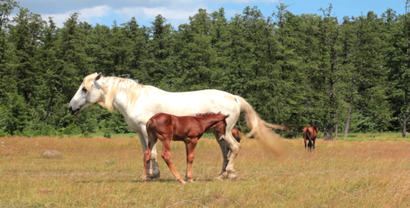 Horse And Foal On Pasture 4
