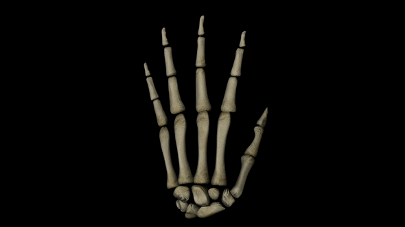 Hand Bones in Human Body
