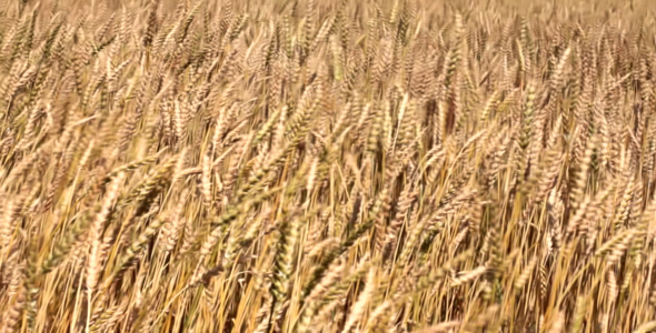 Ears Of Wheat In The Wind 2