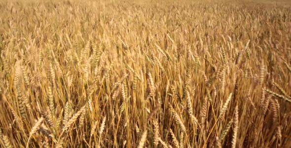 Ears Of Wheat In The Wind 3