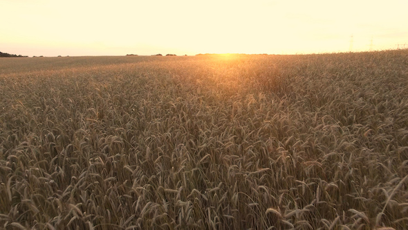 Wheat Field 09