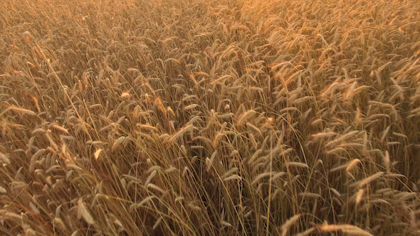Wheat Field 10