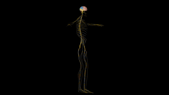 Nervous System with Brain of Human Body in Rotation