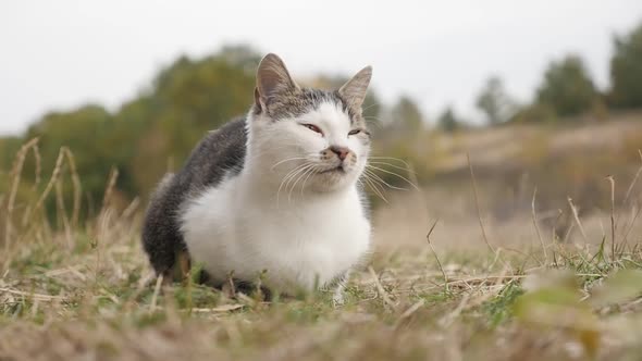 Slow motion  domestic cat relaxing in the grass and hay  1080p HD footage - Gray and white domestica