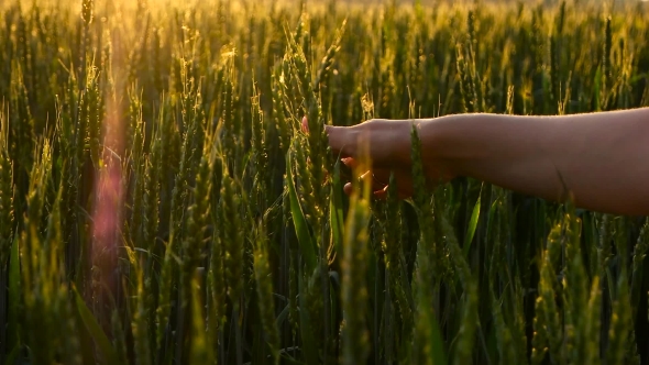 Girl Stroking Green Wheat 