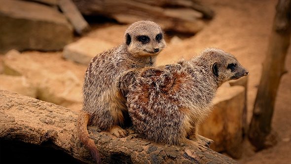 Meerkats Huddle Sitting On Log