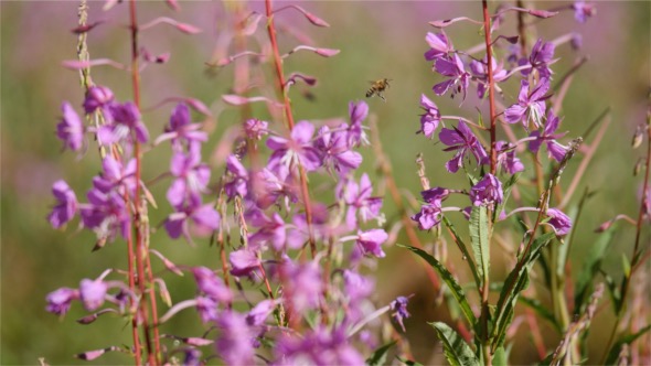 Purple Flowers And Bees