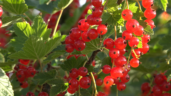 Red Currant 