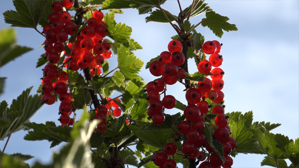 Red Currant