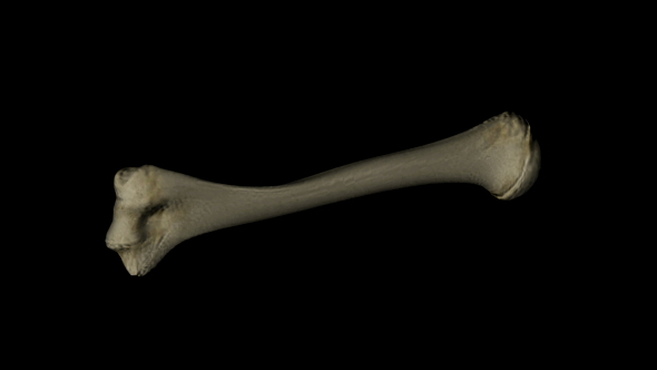 Humerus Bone of Skeleton Human