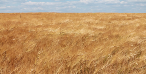 Ears Of Wheat Swaying In The Wind