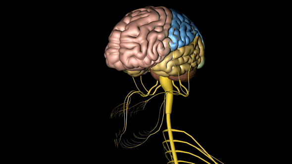 Nervous Sytem in Head Human alt