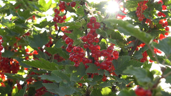 Red Currant