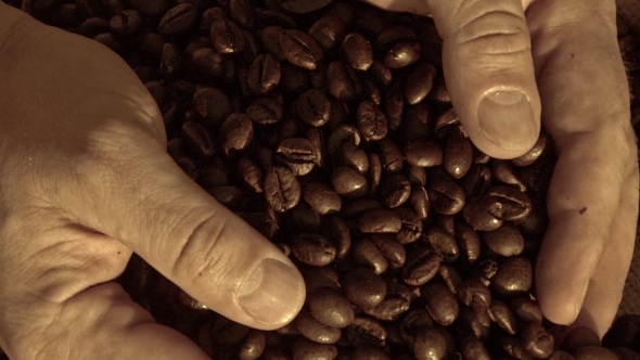 Adult Man Hands Holding Coffee Grains