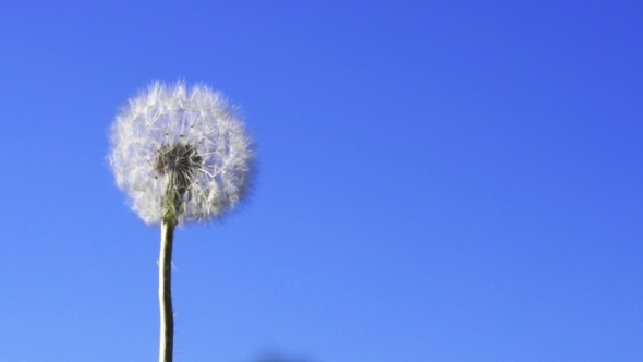 Dandelion Seeds Flying In The Blue Sky.