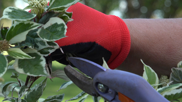 Garden and Pruning