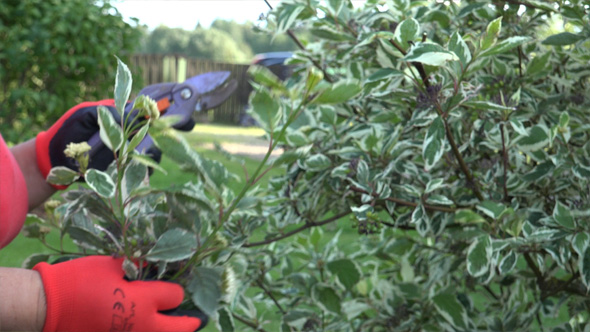Garden and Pruning