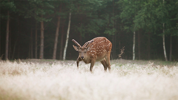 Dappled Deer Grazing 