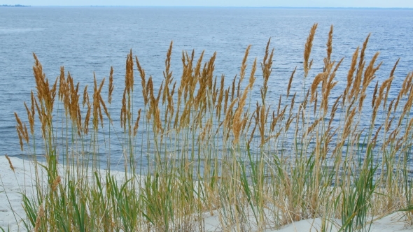 Spikelets Near The River In The Sands