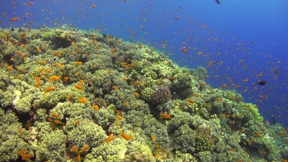 Tropical Fish On Vibrant Coral Reef