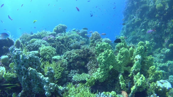 Tropical Fish On Vibrant Coral Reef