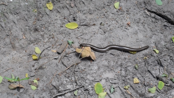 Smooth Snake, Coronella Austriaca In Natural Environment
