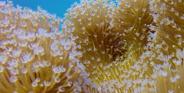 Underwater Colorful Soft Coral