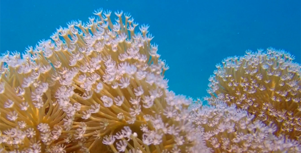 Beautiful Soft Coral