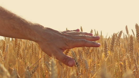 Hand in wheat