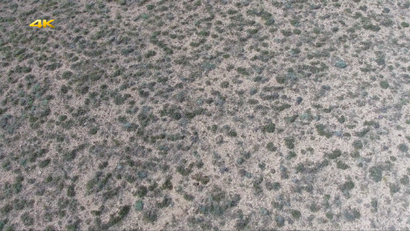 Desert Surface Plants