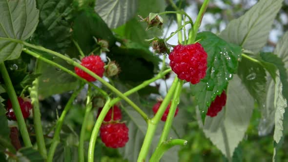 Rain Drops Are Falling Down on Red Raspberries