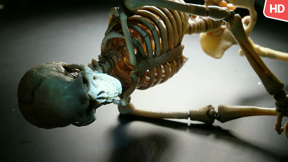 Human Skeleton 0238
