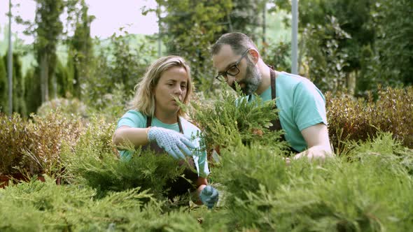 Two Gardeners Talking and Examining Junipers in Pots