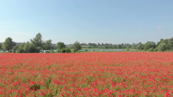 Poppy Flower Field