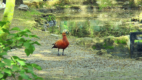 Ruddy Shelduck is On the Waterfront