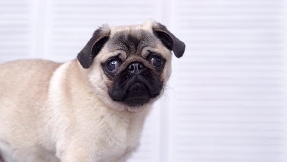 Portrait Cute Funny Pug Dog Looking at Camera on Grey Background at Home