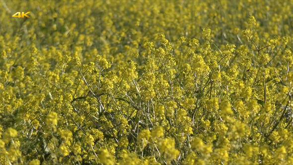 Yellow Canola Field