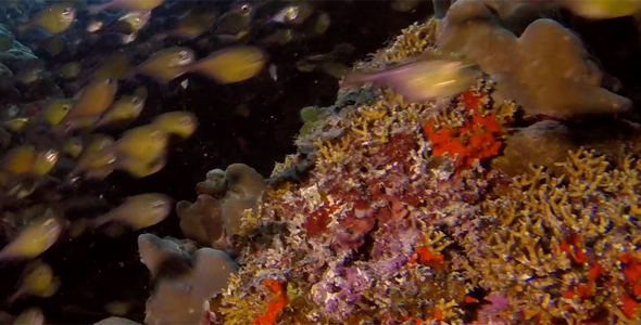 Underwater School of Sweeper Fish and Lionfish