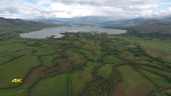 Aerial Lakeside Poplar Trees