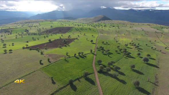 Aerial Orchard