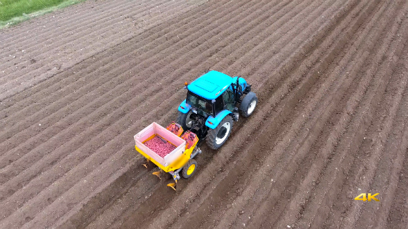 Aerial Potato Cultivation