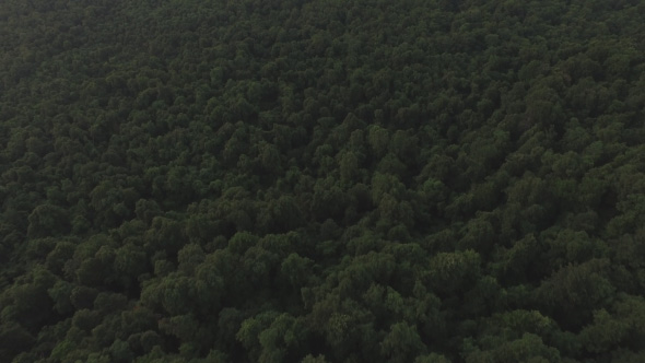 Aerial Above Forest Trees in the Mountains